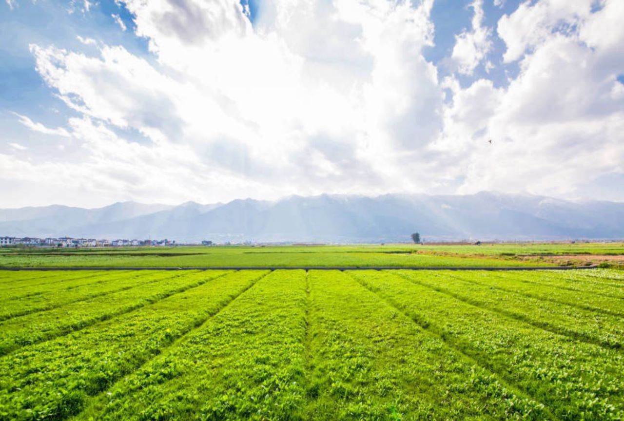 Agricultural Lands & More